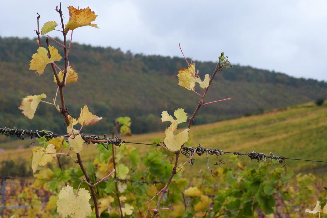 Marcia Donatti - A L'Ombre Des Coteaux Sao Paulo Hotell Kaysersberg-Vignoble Eksteriør bilde
